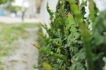 close up of leaves of a tree