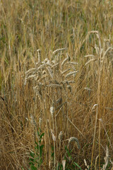 Hochformat: Getreide-Halme in einem Getreidefeld