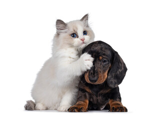 Cute Ragdoll cat kitten and Dachshund aka teckel dog pup, playing together facing front. Looking towards camera. Isolated on white background.