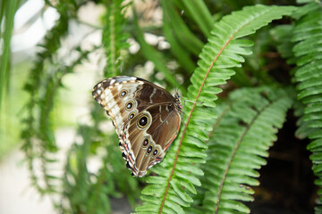 butterfly on leaf