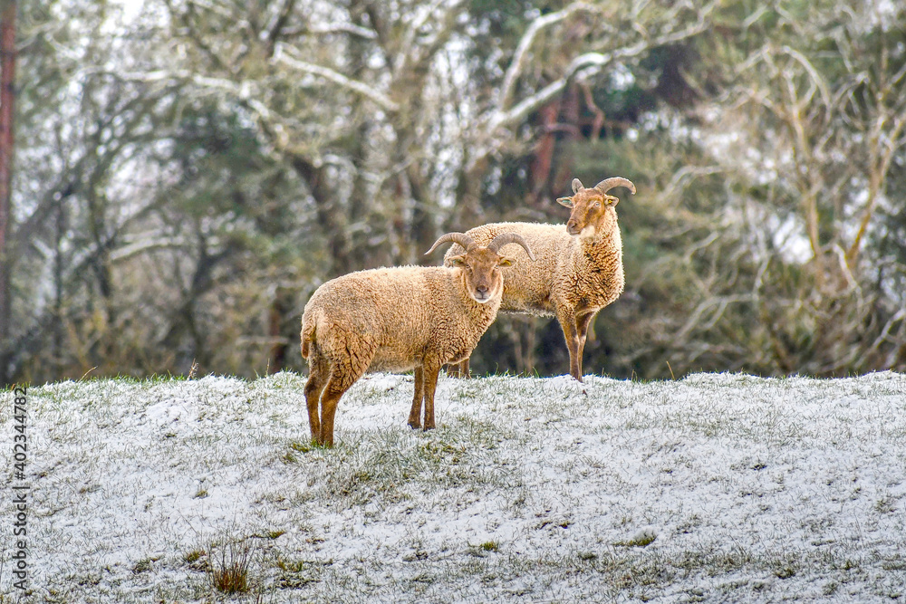 Wall mural two sheep on a snowy day