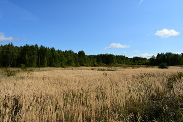 grass and sky