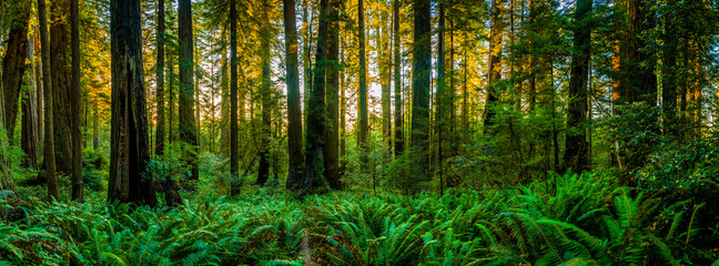 Fototapeta na wymiar Forest view in Redwood National Park