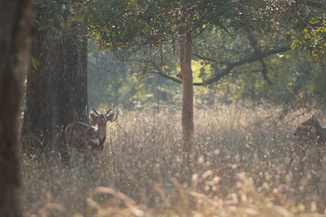 Male chital Axis axis calling. Bandhavgarh National Park. Madhya Pradesh. India.