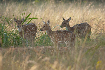 Herd of female chital Axis axis. Bandhavgarh National Park. Madhya Pradesh. India.