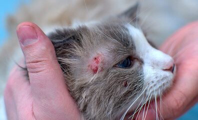Allergic skin diseases in domestic cats. cat's wound from dermatitis. Skin diseases in cats. Cat...