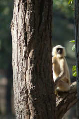 Northern plains gray langur Semnopithecus entellus. Bandhavgarh National Park. Madhya Pradesh. India.