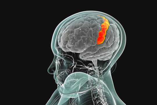 Human Brain In Body With Highlighted Postcentral Gyrus