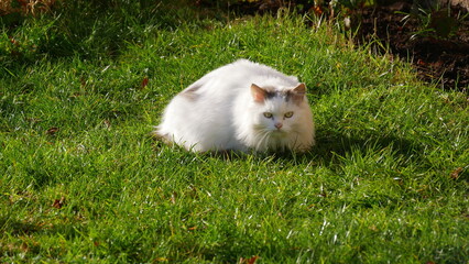 Langhaarkatze beobachtet