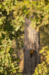 Female black-rumped flameback Dinopium benghalense. Bandhavgarh National Park. Madhya Pradesh. India.