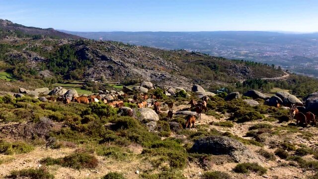Herd of goats at Alvao Natural Park in Portugal