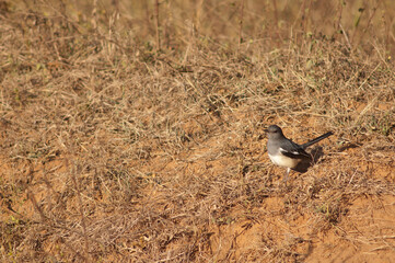Oriental magpie robin Copsychus saularis. Female. Bandhavgarh National Park. Madhya Pradesh. India.