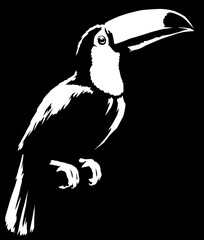 black and white linear paint draw Toucan illustration art © Turaev