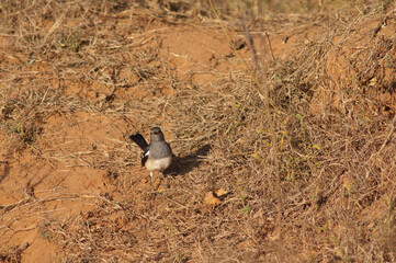 Oriental magpie robin Copsychus saularis. Female. Bandhavgarh National Park. Madhya Pradesh. India.