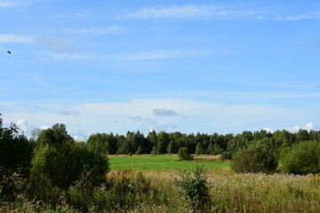 landscape with trees
