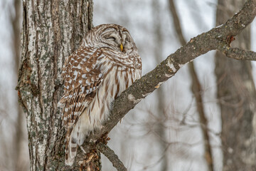 Sleeping Barred Owl daylight forest setting landscape