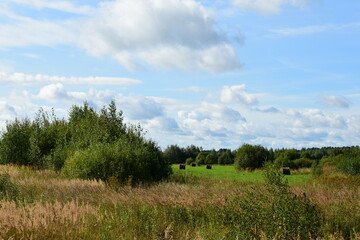 landscape with trees and clouds