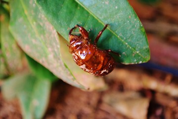 cicada on leaf