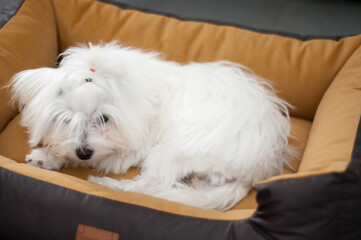 white maltese bichon puppy in bed