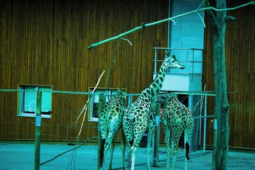 Schilderijen op glas Krakow, Poland: Wide angle shot of 3 giraffe from rear in the Zoo located in Central Europe © Arpan