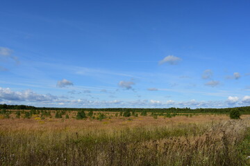 field of grass and sky