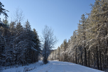 Forest path in Quebec, Canada, on a beautiful but cold winter day