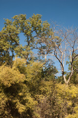 Forest in Bandhavgarh National Park. Madhya Pradesh. India.
