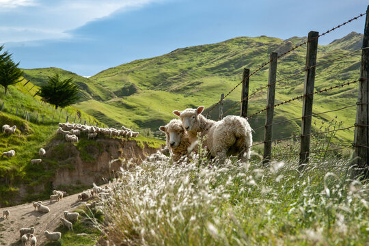 New Zealand Farm Scene