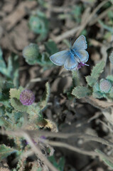 Butterfly Lycaenidae on a flower. Bandhavgarh National Park. Madhya Pradesh. India.