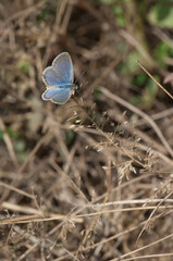 Butterfly Lycaenidae on grass in Bandhavgarh National Park. Madhya Pradesh. India.