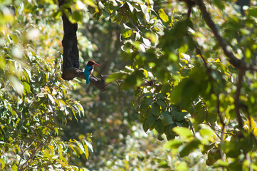 White-throated kingfisher Halcyon smyrnensis on a branch. Bandhavgarh National Park. Madhya Pradesh. India.