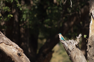 Indian roller Coracias benghalensis indicus. Bandhavgarh National Park. Madhya Pradesh. India.