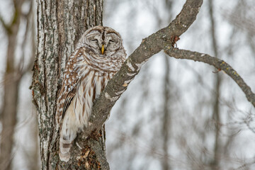 Sleeping Barred Owl in the crook of a tree landscape