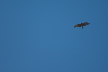 Oriental honey buzzard Pernis ptilorhynchus in flight. Tala. Madhya Pradesh. India.