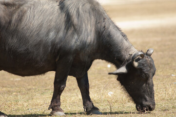 Fototapeta premium Water buffalo Bubalus bubalis grazing. Umaria. Madhya Pradesh. India.