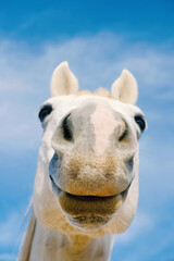 Funny gray horse face with nose close up, farm animal humor.