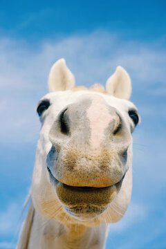 Funny gray horse face with nose close up, farm animal humor.