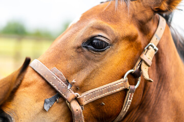 Horse close-up - Eyes