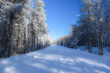 Forest path in Quebec, Canada, on a beautiful but cold winter day