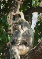 Southern plains gray langurs Semnopithecus dussumieri. Female and her cub. Sasan. Gir Sanctuary. Gujarat. India.