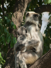 Southern plains gray langurs Semnopithecus dussumieri. Female and her cub. Sasan. Gir Sanctuary. Gujarat. India.