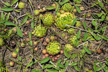 Mountain houseleek plant (Sempervivum montanum)