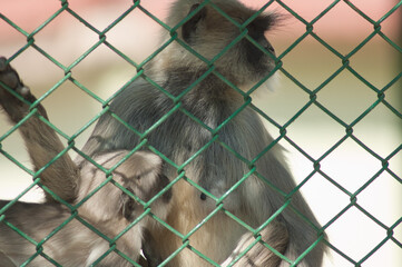 Southern plains gray langurs Semnopithecus dussumieri. Female and her cub behind a fence. Sasan. Gir Sanctuary. Gujarat. India.