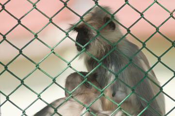 Southern plains gray langurs Semnopithecus dussumieri. Female and her cub behind a fence. Sasan. Gir Sanctuary. Gujarat. India.
