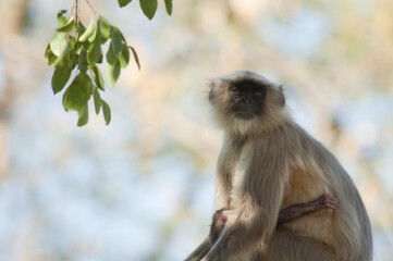 Southern plains gray langurs Semnopithecus dussumieri. Female and her cub. Sasan. Gir Sanctuary. Gujarat. India.