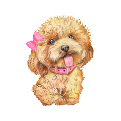 Watercolor illustration with a red poodle dog, puppy, girl, pink bow, favorite pet