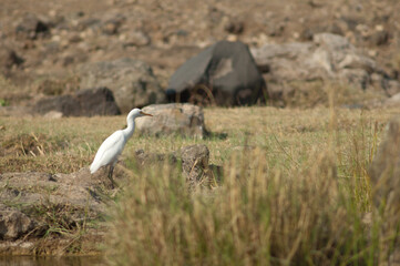 Cattle egret Bubulcus ibis in the Hiran river. Sasan. Gir Sanctuary. Gujarat. India.