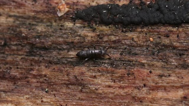 A close-up of a tiny dark Springtail walking on a decaying dead tree trunk in Estonian boreal forest. 