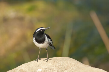 White-browed wagtail Motacilla maderaspatensis on a rock. Hiran river. Sasan. Gir Sanctuary. Gujarat. India.