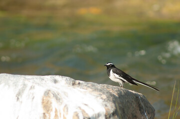 White-browed wagtail Motacilla maderaspatensis on a rock. Hiran river. Sasan. Gir Sanctuary. Gujarat. India.